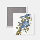 Blue Jay, John James Audubon Magnet (Vorderseite/Rückseite)