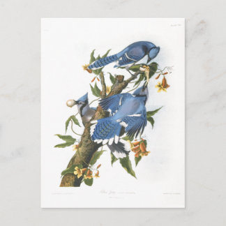 Blue Jay, John James Audubon Postkarte