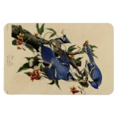 Blue Jay - John James Audubons Vögel in Amerika Magnet (Horizontal)