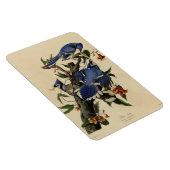 Blue Jay - John James Audubons Vögel in Amerika Magnet (Rechte Seite)