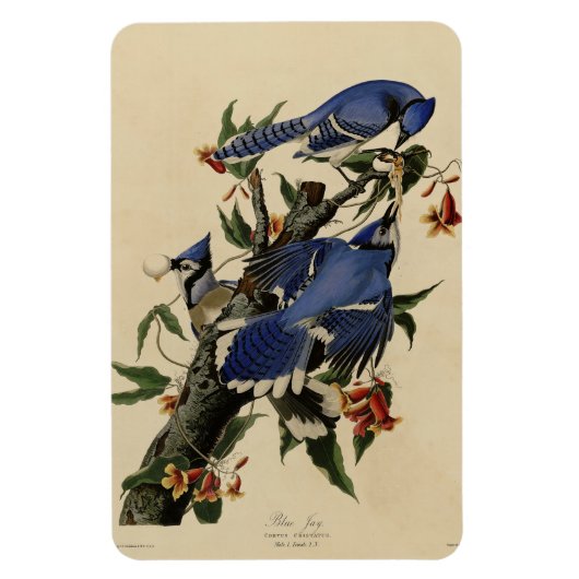 Blue Jay - John James Audubons Vögel in Amerika Magnet (Vertikal)