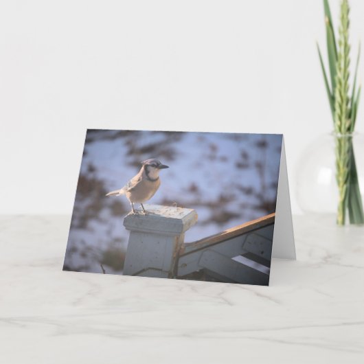 Blue Jay Karte (Vorderseite)