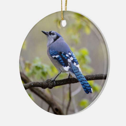 Blue Jay | KERAMIK Ornament (Links)