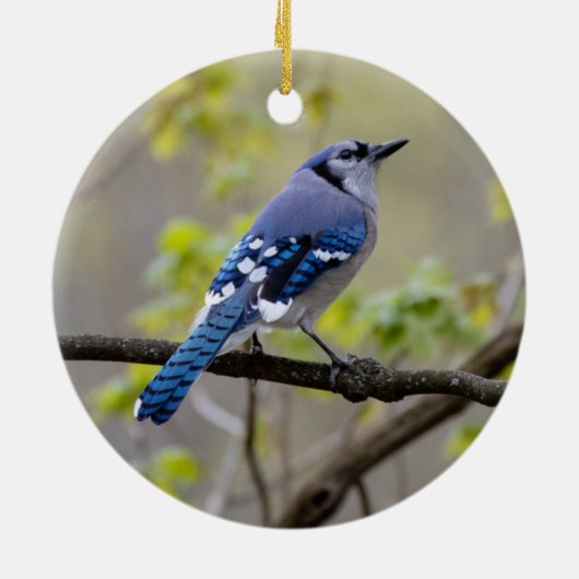 Blue Jay | KERAMIK Ornament (Hinten)
