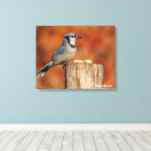 Blue Jay Leinwanddruck (Insitu (Holzboden))