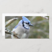 Blue Jay Looking (Vorne/Hinten)