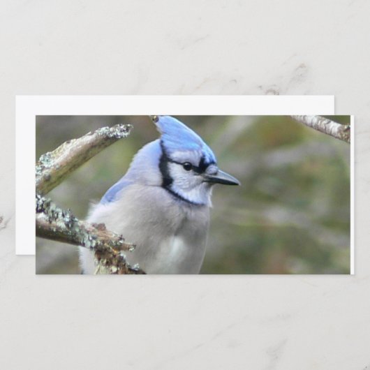 Blue Jay Looking (Vorne/Hinten)