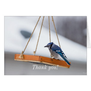 Blue Jay Lunch Dankeschön Card