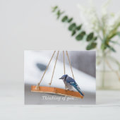 Blue Jay Lunch Postkarte (Stehend Vorderseite)