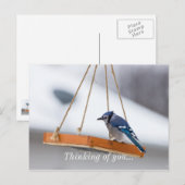 Blue Jay Lunch Postkarte (Vorne/Hinten)