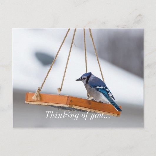 Blue Jay Lunch Postkarte (Vorderseite)