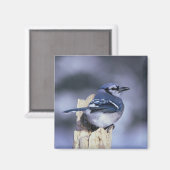 Blue Jay Magnet (Vorderseite/Rückseite)