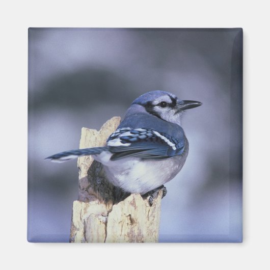 Blue Jay Magnet (Vorne)
