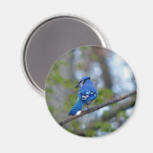 Blue Jay Magnet (Vorderseite/Rückseite)