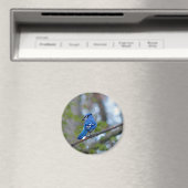 Blue Jay Magnet (In Situ (Geschirrspüler))