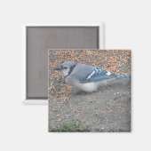 Blue Jay Magnet (Vorderseite/Rückseite)