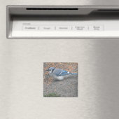 Blue Jay Magnet (In Situ (Geschirrspüler))
