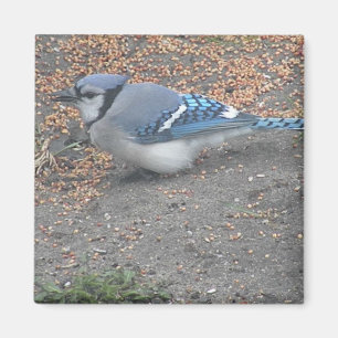 Blue Jay Magnet