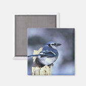 Blue Jay Magnet (Vorderseite/Rückseite)