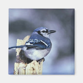 Blue Jay Magnet (Vorne)