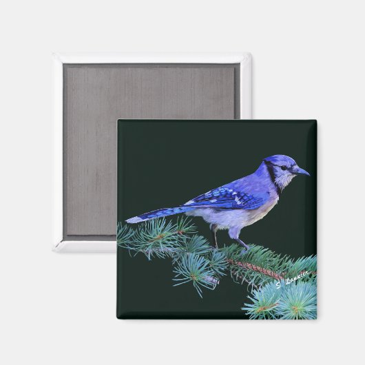 Blue Jay Magnet (Vorderseite/Rückseite)