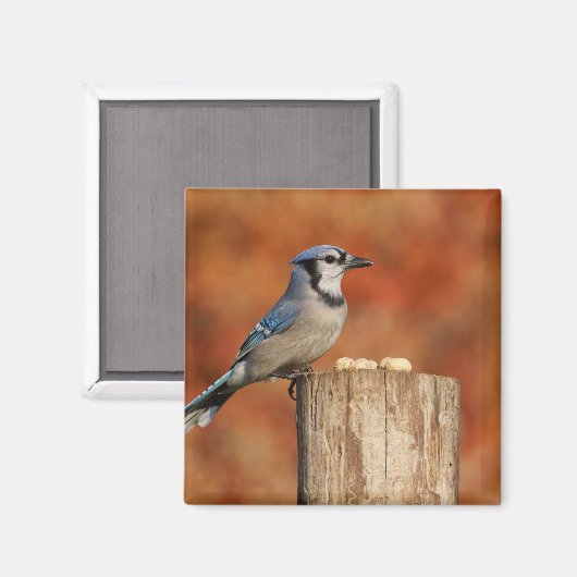 Blue Jay Magnet (Vorderseite/Rückseite)