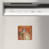 Blue Jay Magnet (In Situ (Geschirrspüler))