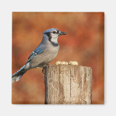Blue Jay Magnet (Vorne)