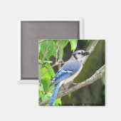 Blue Jay Magnet (Vorderseite/Rückseite)