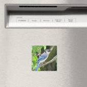 Blue Jay Magnet (In Situ (Geschirrspüler))