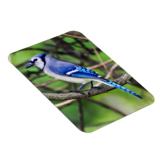 Blue Jay Magnet (Rechte Seite)