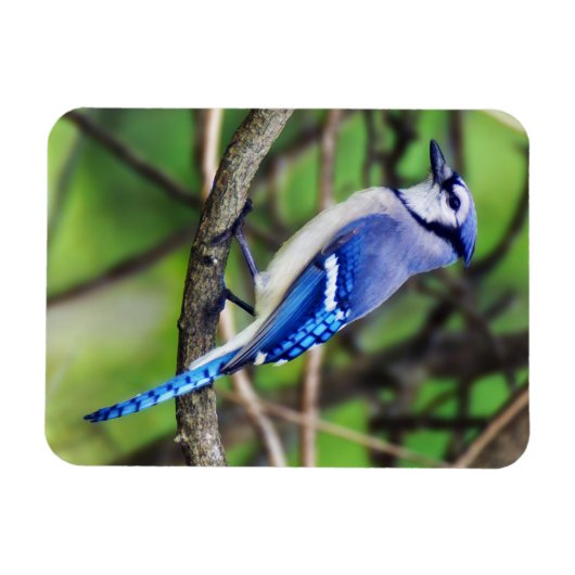 Blue Jay Magnet (Horizontal)