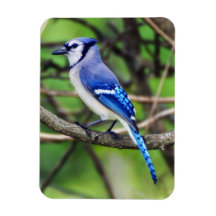 Blue Jay Magnet