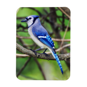 Blue Jay Magnet