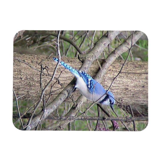 Blue Jay Magnet (Horizontal)