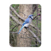 Blue Jay Magnet (Vertikal)