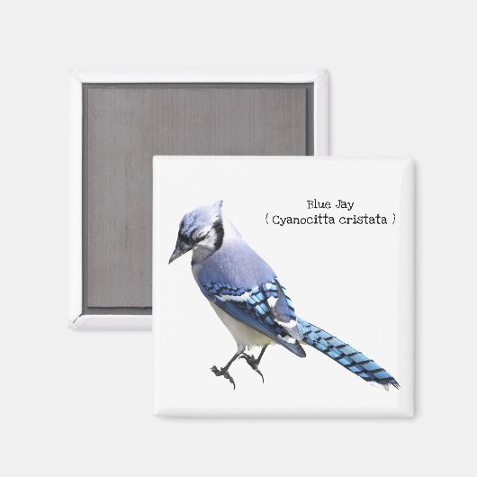 Blue Jay Magnet (Vorderseite/Rückseite)