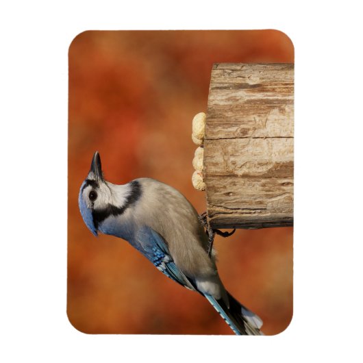 Blue Jay Magnet (Vertikal)