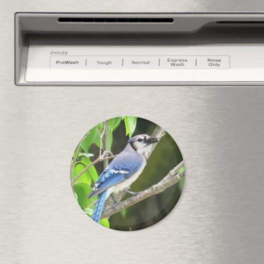 Blue Jay Magnet (In Situ (Geschirrspüler))