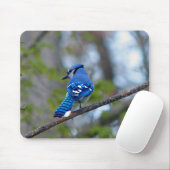 Blue Jay Mousepad (Mit Mouse)