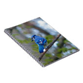 Blue Jay Notizblock (Rechte Seite)