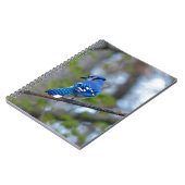 Blue Jay Notizblock (Linke Seite)