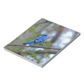 Blue Jay Notizblock (Rotiert)