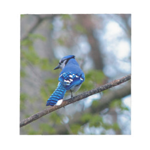 Blue Jay Notizblock
