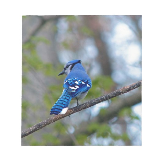 Blue Jay Notizblock (Vorderseite)