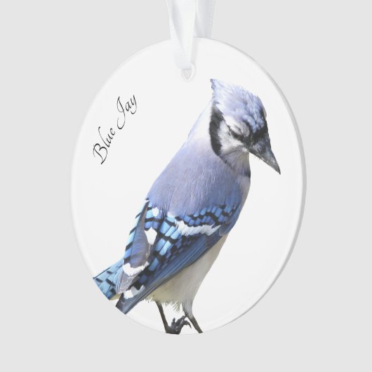 Blue Jay Ornament (Vorderseite)