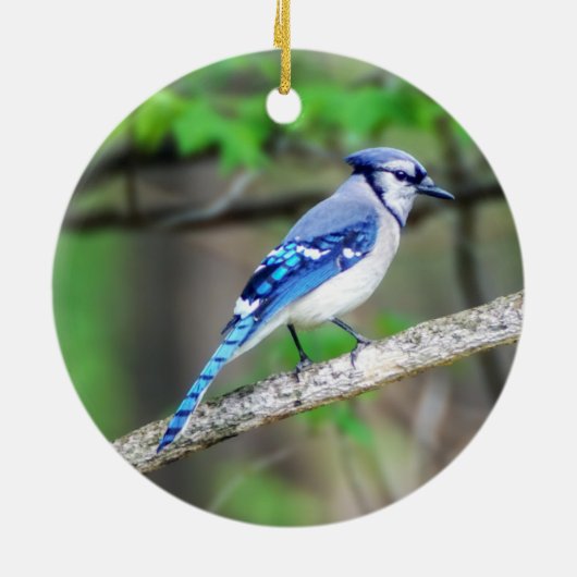 Blue Jay Ornament (Hinten)