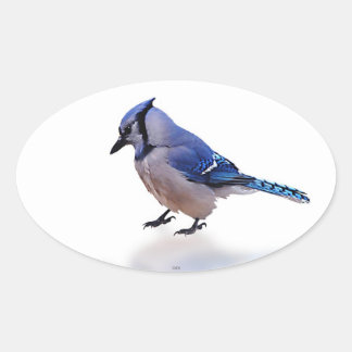 Blue Jay Ovaler Aufkleber