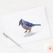 Blue Jay Ovaler Aufkleber (Umschlag)