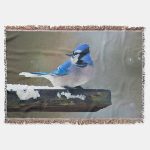 Blue Jay Painting - Original Bird Art Decke